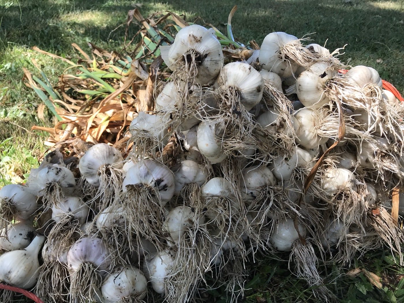 Freshly pulled garlic curing in bunches after the summer harvest