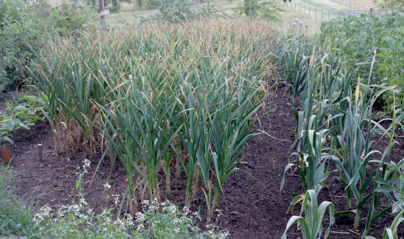 Rows of garlic growing in the field at Baldwin Farm