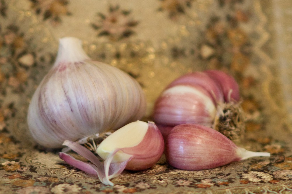 A hardneck garlic bulb broken into cloves ready for planting