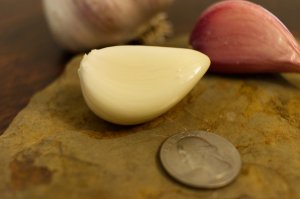 Music Hard Neck Garlic Seed - Grade C view 2